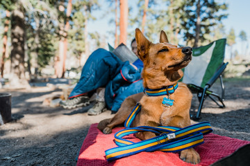 dog camping - 207218919