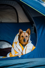 dog tent blanket - 207218925