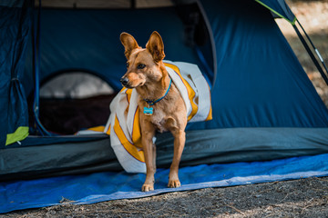 dog tent blanket - 207218957