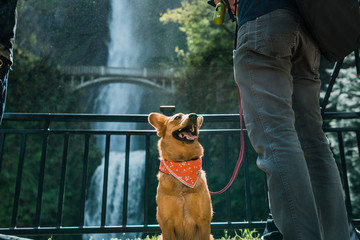 waterfall dog - 207218984