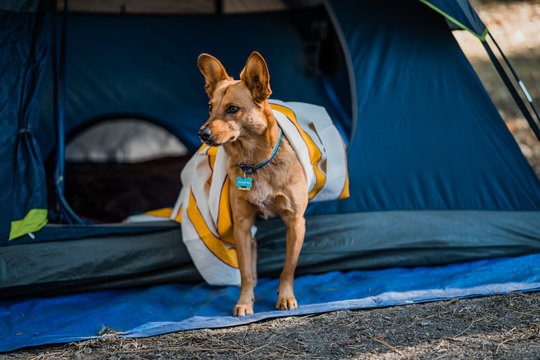 Dog Tent Blanket