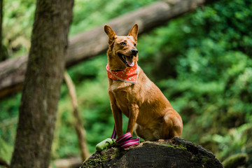 dog on a log