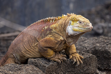 Galapagos Land Lguana (Conolophus subcristatus) in Galapagos Isl