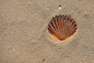 Sea shell on a beach in Bruny Island, Tasmania, Australia