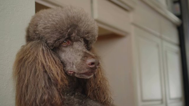 4K Close-up Video Portrait of Brown Poodle