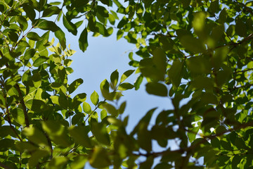 新緑  木漏れ日  青空  きれい(42)