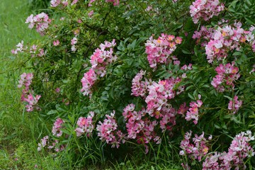 Single-flowered Climbing roses