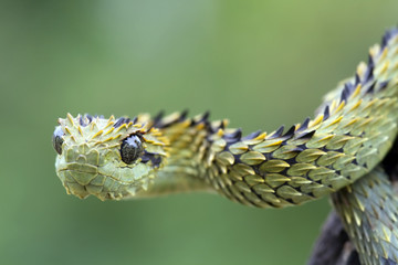Hairy Bush Viper (Atheris hispida) - Venomous Snake