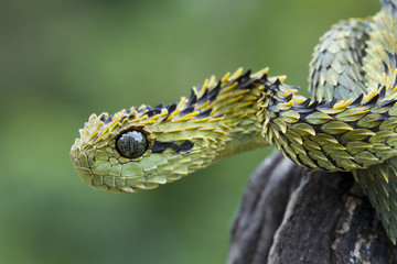 Close-up of a Hairy Bush Viper (Atheris hispida) - Venomous Snake