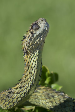 SSSSeriously SSScaly Bro: The Hairy Bush Viper