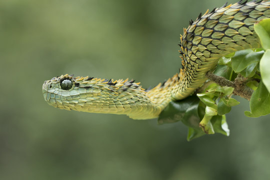 3D file Snake bush viper- Atheris-hispida 🐍・Template to download