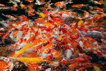 Obraz na płótnie Canvas carp fish pond background, colorful background, Fancy carp, nice fish