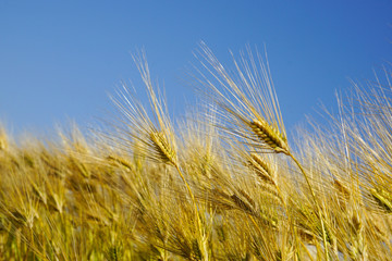 Six-rowed barley field where the wind blows. 風になびく六条大麦畑　麦茶イメージ