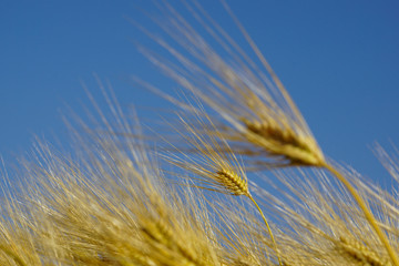 Six-rowed barley field where the wind blows. 風になびく六条大麦畑　麦茶イメージ