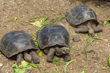 Galápagos Giant Tortoise (Chelonoidis nigra) in Galapagos Islan