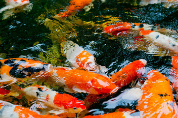 carp fish pond background, colorful background, Fancy carp, nice fish