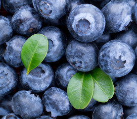 Freshly picked blueberries background