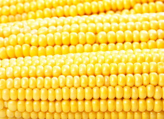 Corn on the cob kernels