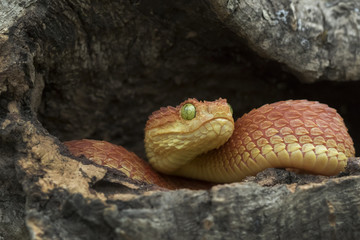 Venomous Bush Viper (Atheris squamigera) Snake in hollow log