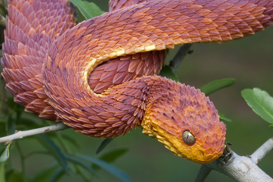 21 Atheris Hispida Images, Stock Photos, 3D objects, & Vectors