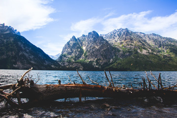 Fototapeta na wymiar Floating Log/Mountains on Jenny Lake 2