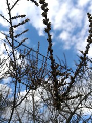 bare tree, beauty in Nature, branch, cloud-sky, cold temperature, coniferous tree, day, focus on foreground, Growth, Low angle view, Nature, no people, outdoors, Plant, selective focus, sky, snow, Tra