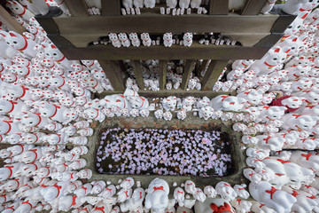 Maneki-neko lucky cats and cherry blossoms at Goutokuji Shrine, Tokyo, Japan