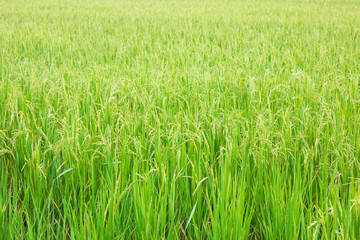 Fototapeta premium rice field in north Thailand, nature food landscape background.