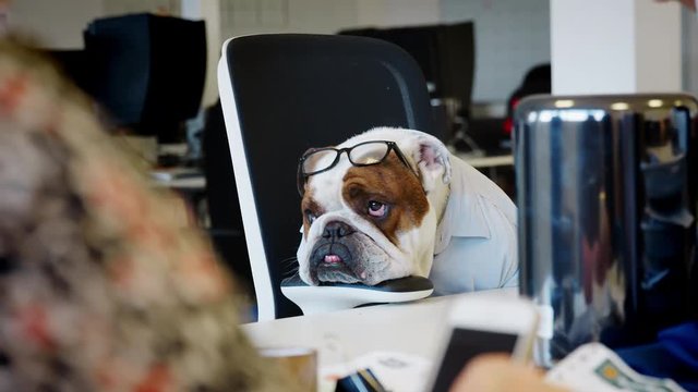British bulldog wearing shirt and glasses working in office