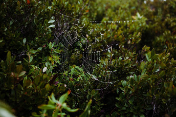 Dewey Spider Web