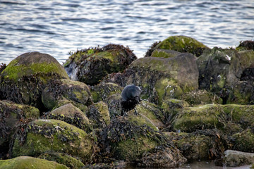 Ostsee Krähe am Wasser
