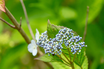 Hydrangea flower.Shot in Japan.close-up.People are not shown.