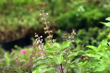 basil plant in garden