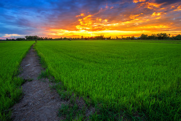 Beautiful green cornfield with sunset sky background.