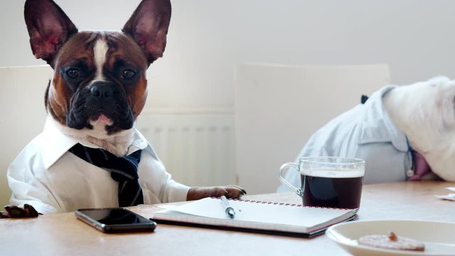 Two dogs sitting in an office meeting room