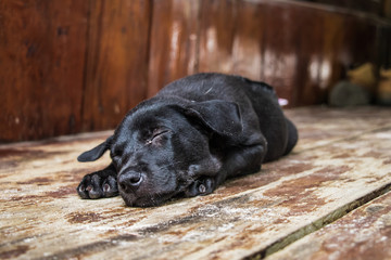 Sleeping Puppy. Black on Brown