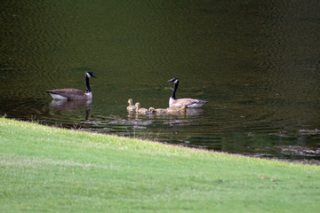Obraz na płótnie Canvas Family of geese at the pond