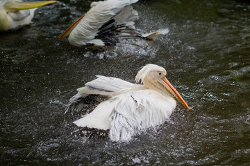 Pelican bird playing water 