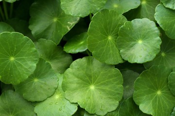 Asiatic leaf in natue