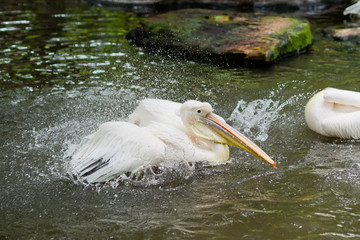 Pelican bird playing water 