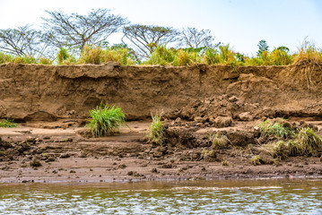Erosion on the bank of the Tarcoles River, Costa Rica, with bushes and trees on the river bank
