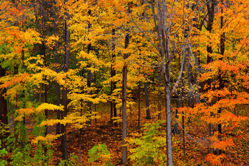 Bright autumn trees and fallen leaves in the forest