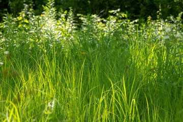 Fototapeta premium grassy field in bright sunlight