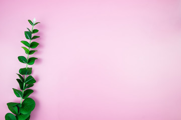 Tropical Jungle branches leaves Monstera on pink pastel color background. Flat lay, top view Concept welcome summer minimal. Flat lay of Botanical nature. Floral elements design,Green foliage.