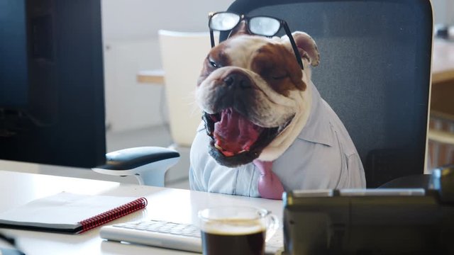 British bulldog sitting at a desk in an office, working