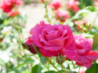 晴れた日のローズガーデン