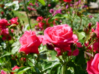 晴れた日のローズガーデン