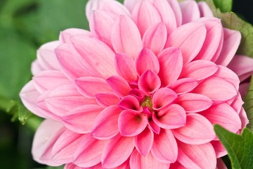 macro closeup of a pink Dhalia.