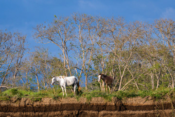 Two horses standing on the bank of the Tarcoles River watching the water, Costa Rica, with bushes and trees in the background and a dark sky
