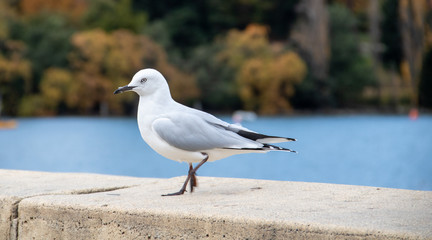 Close up of a seagull